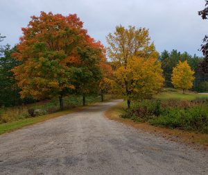 dirt roadway with yellow maple