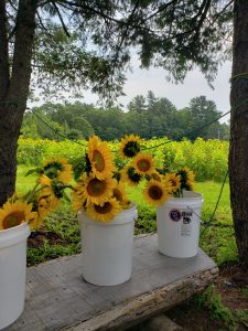 Bunches of sunflowers in white buckets
