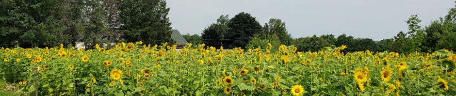 Field of sunflowers with trees in the background
